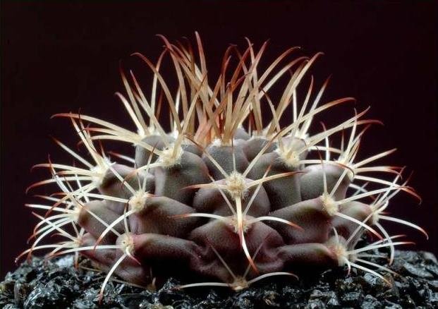 Gymnocalycium_stuckertii_1